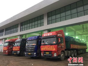 海口大型公益性農副產品批發市場啟動試運營，39家一級批發商入駐開啟惠民新篇章